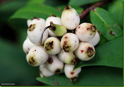 Syzygium wilsonii Syzygium wilsonii