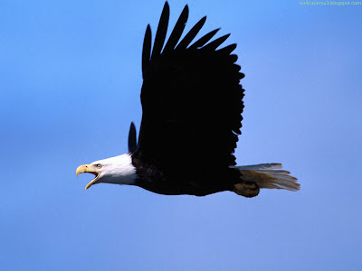 Eagle Standard Resolution Wallpaper 4