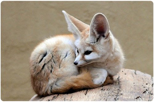 El zorro de Firefox más allá de Internet (27 fotos)