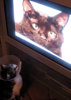 Cat Watching Cat On TV Seen On www.coolpicturegallery.us