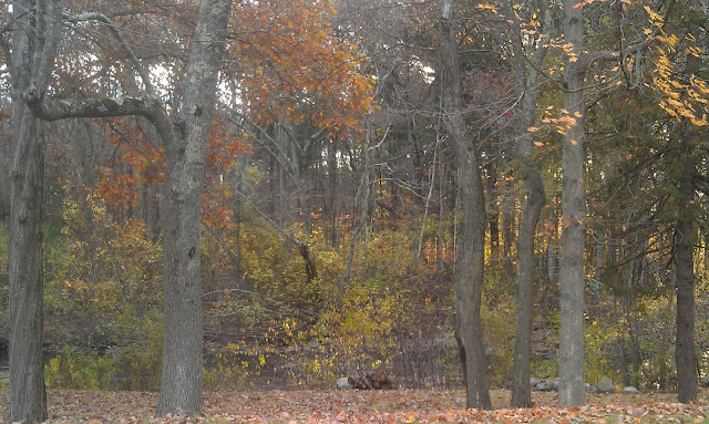 colorful trees before Sandy 