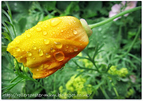 #MySundayphoto, yellow orange flower