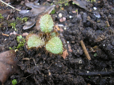 Seedling of Himalayan Blue Poppy growing in the ground