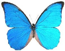 Borboleta Seda Azul (Morpho anaxibia)