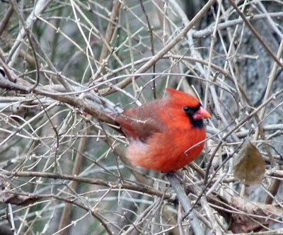 male cardinal