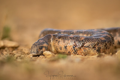 Javelin Sand Boa (Eryx jaculus) HERPING ATHENS