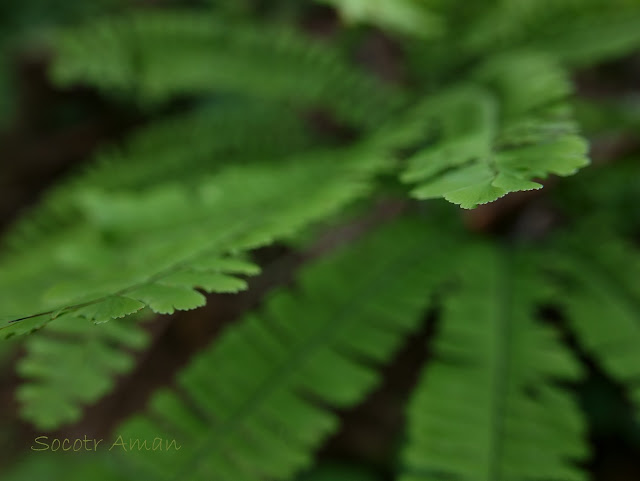 Adiantum pedatum