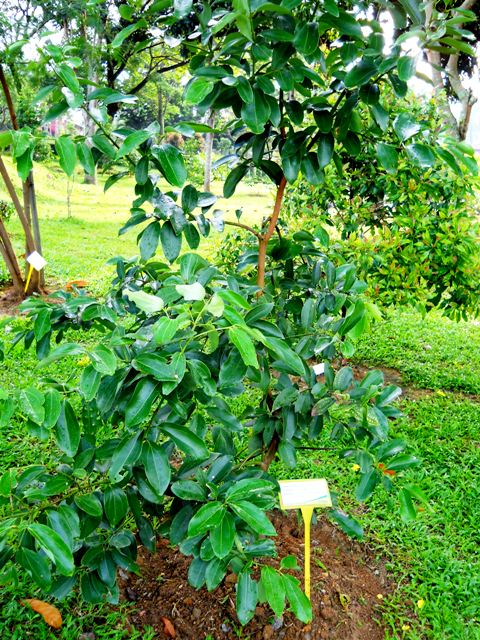 MPV LANDSKAP DAN NURSERI: TAMAN RAMUAN/TAMAN HERBA MARDI 