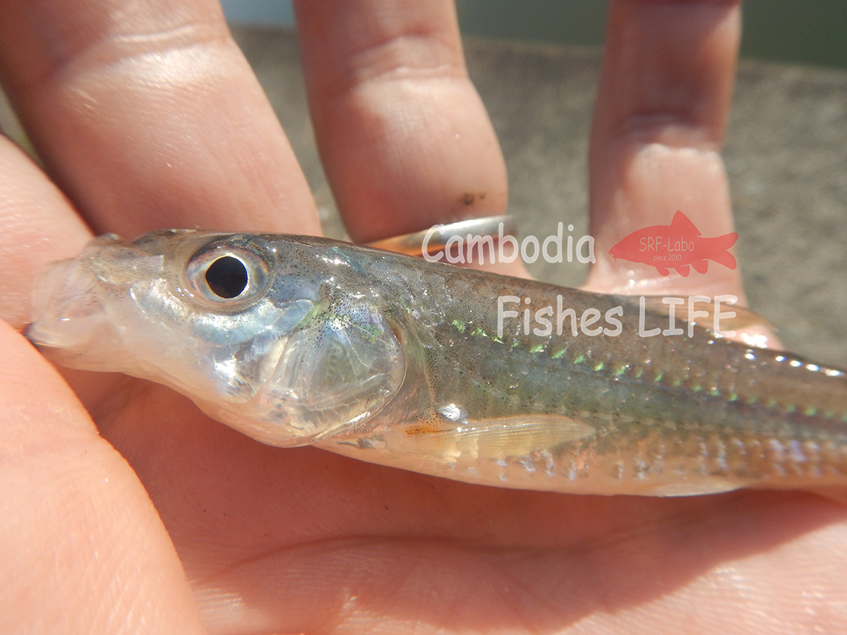 Cambodia Fish Life シェムリアップ淡水魚研究所srf Labo 琵琶湖モロコ釣り２