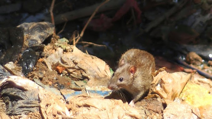 Surto de peste em Madagascar chegou à capital