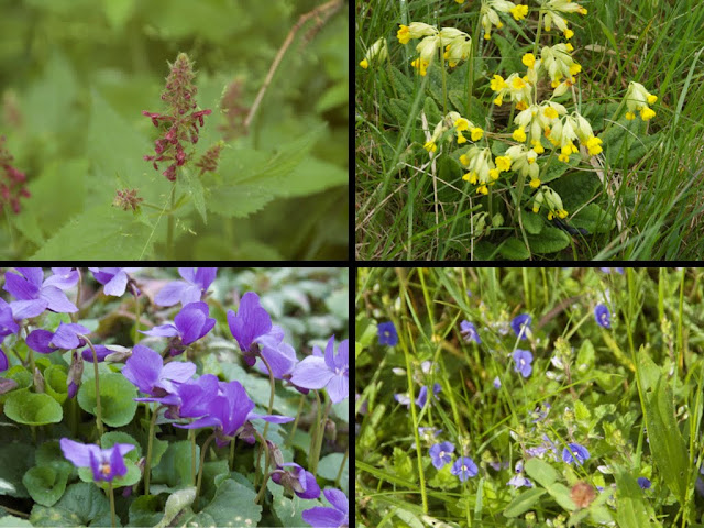 Adventices et sauvageonnes au jardin de Lidine