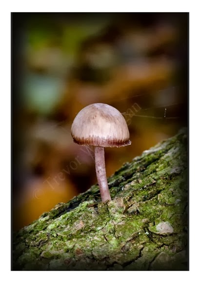 Mini Fungi 8