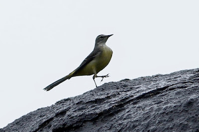 Gray Wagtail - Motacilla cinerea