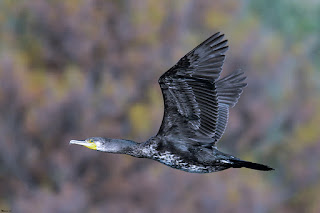 cormoran grande-phalacrocorax carbo-cormoran volando. jpg