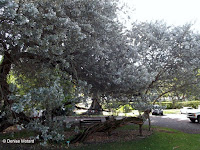 Buttonwood tree, Foster Botanical Garden - Honolulu, HI
