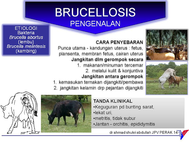 KEPENTINGAN PENCEGAHAN PENYAKIT BRUCELLOSIS KEPADA 