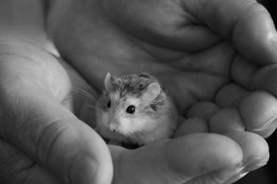 The Smallest Pets Seen On www.coolpicturegallery.us