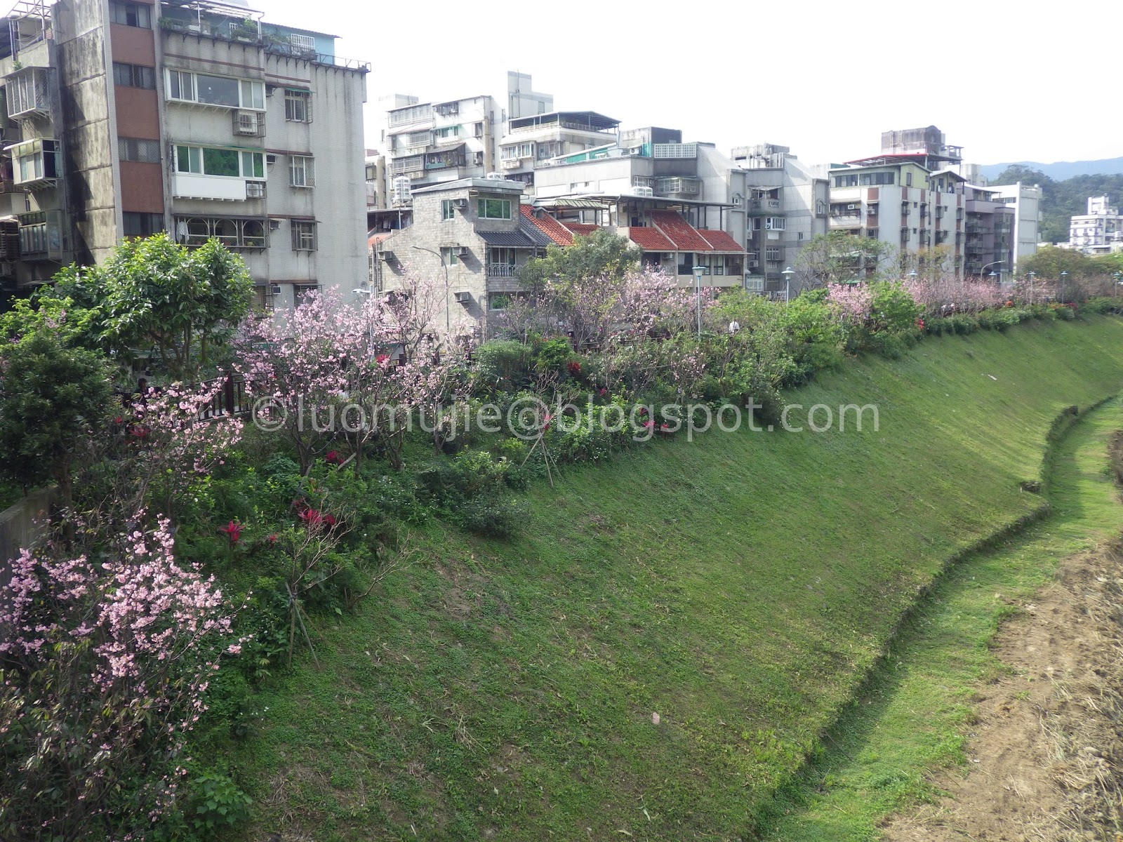 Taiwan cherry blossoms