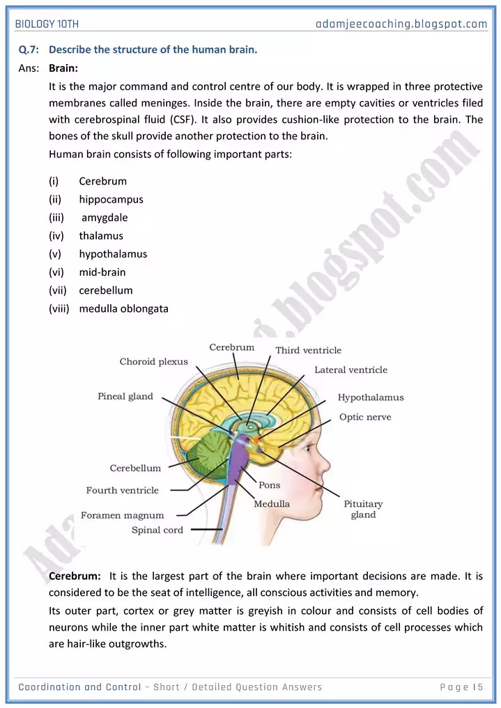 coordination-and-control-short-and-detailed-answer-questions-biology-10th