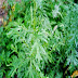 Baru Cina - Artemisia vulgaris L.