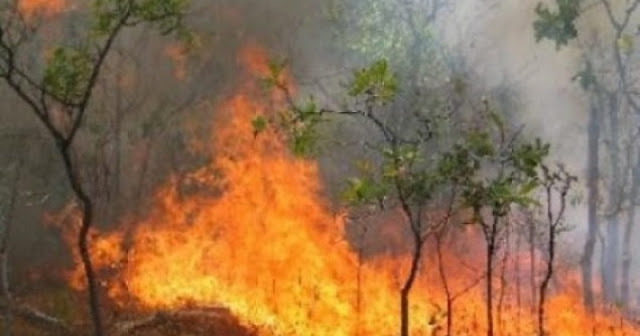 Three powerful fire heaths in Librazhd forest