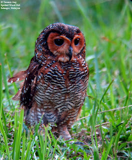 burung hantu spotted wood owl, jenis burung hantu yang sulit dipelihara