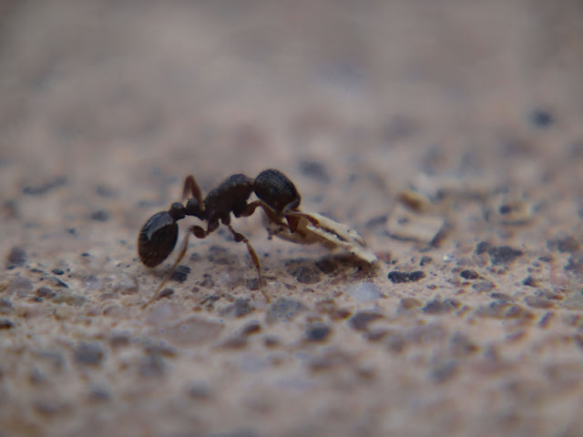 Tiny black ant macro, processed with GIMP