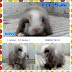 Anakan Fuzzy Lop 3.5 Bulan ( Jantan )