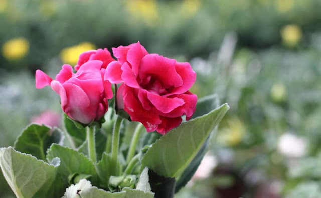 Gloxinia Flowers Pictures