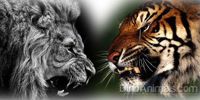 which-animal-is-more-dangerous-lion-or