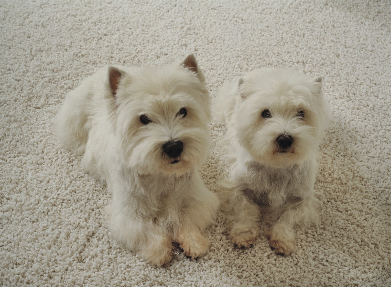Indianapolis' store for pet-friendly carpet | Indianapolis ...