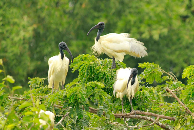 Black headed Ibis