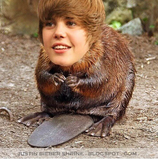 justin bieber funny captions. funny Justin Bieber Beaver