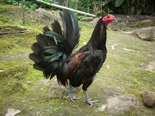  Laga Ayam Sabung Indonesia Ciri Kaki Ayam Thailand yang 