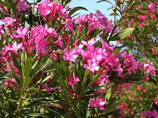 Nerium Oleander