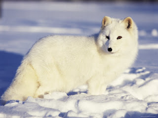 Arctic Fox is Endangered Animal