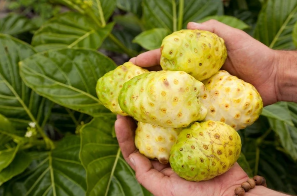 Dahsyatnya Manfaat Buah Mengkudu di Balik Bentuknya yang Bopeng