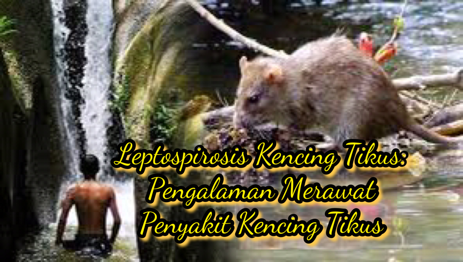 kencing tikus