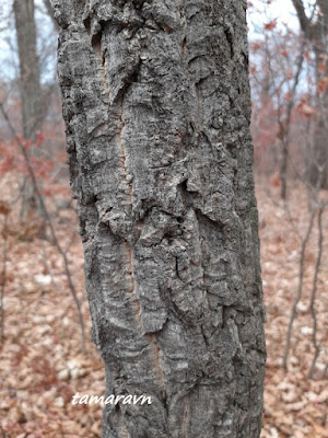 Бархат амурский (Phellodendron amurense)