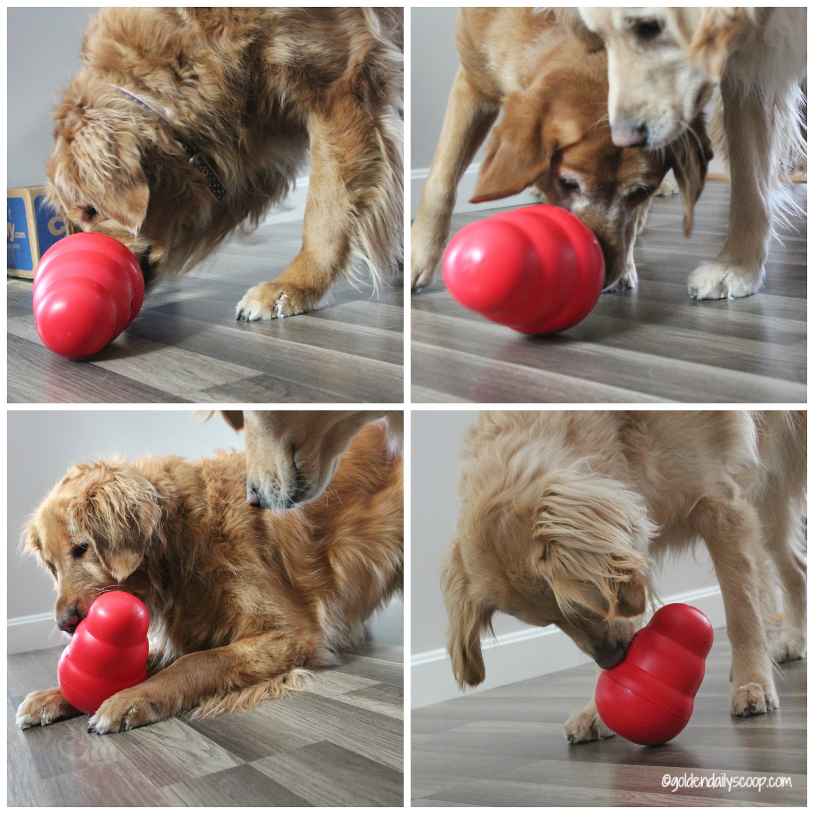 Chewy Delivers Kong Wobbler Fun