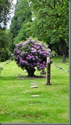 DSC00699
