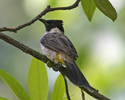 CARA MERAWAT BURUNG KUTILANG YANG BAIK