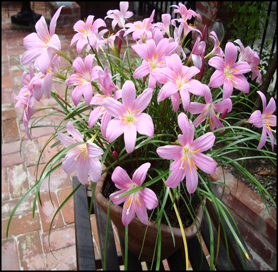 lillies today 004