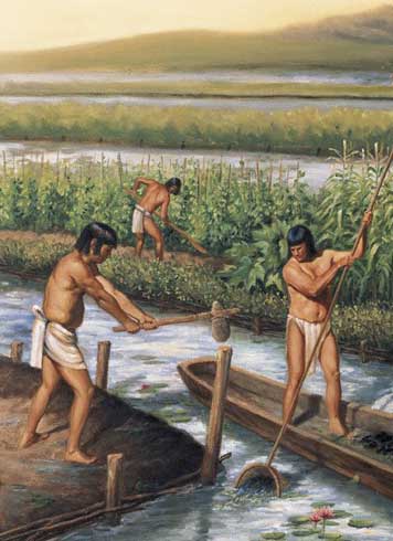 Akumal Direct: Ancient Mayan Farming and Irrigation