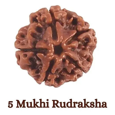 5 mukhi rudraksha