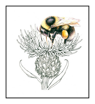 Art, Bumblebee, knapweed, Shevaun Doherty