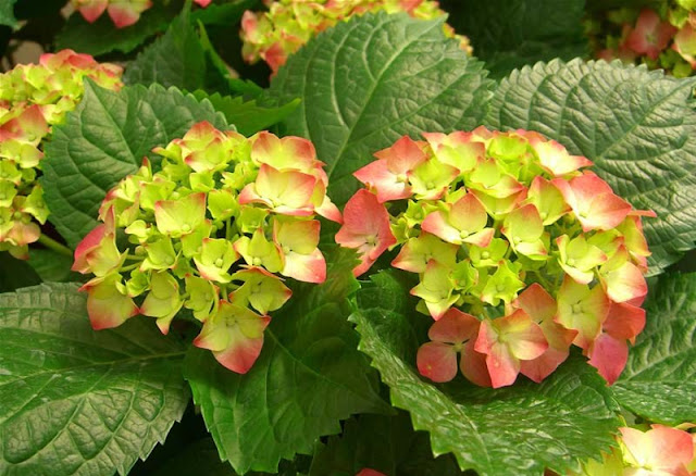 Hydrangea Flowers Pictures