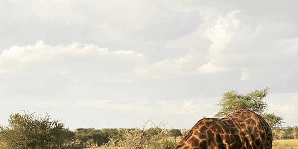What Sounds Do Madagascar Giraffes Make?