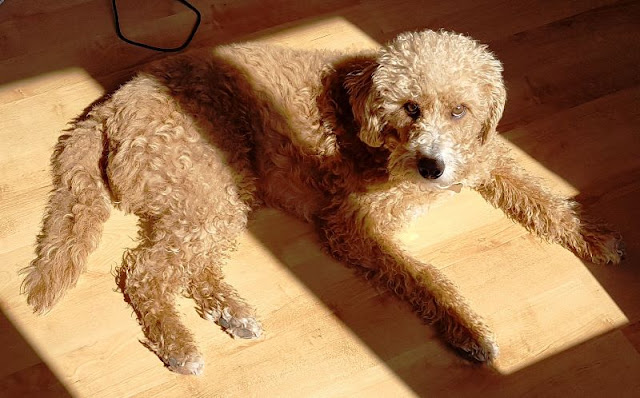 Friston lying on a sunny floor