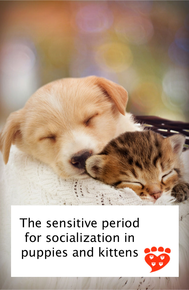 The Sensitive Period For Socialization In Puppies And Kittens